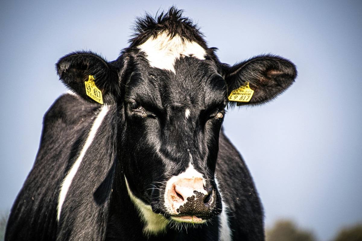 Scientists Create Transgenic Cow Producing Human Insulin in Milk (Photo Source: Pexels)