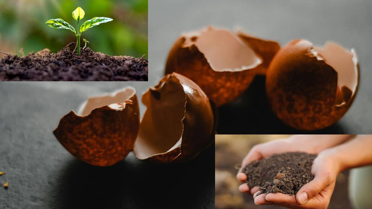 Revamp Your Garden with This Simple Eggshell Trick for Healthier Soil and Pest Control - Try it Today! (Photo Source: Pexels)