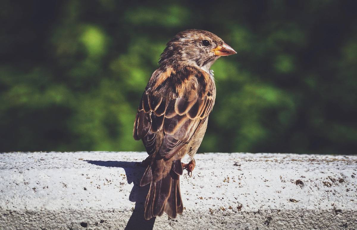 Where Did All Sparrows Go? (Photo Source: Pexels)