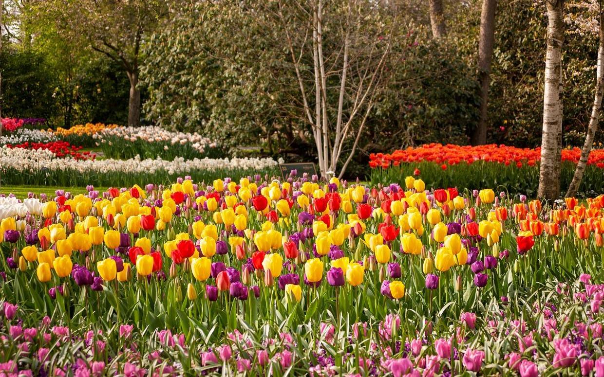 Asia's Largest Tulip Garden in Srinagar Set to Mesmerize Visitors for 2024 Season (Representational Photo: Pexels)