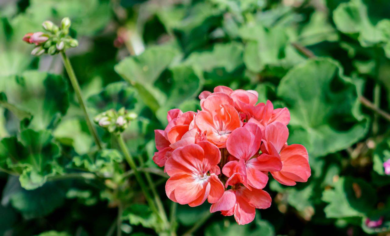 Secrets of Successful Geranium Cultivation: A Comprehensive Guide (Photo Source: Pexels)