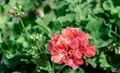 Secrets of Successful Geranium Cultivation: A Comprehensive Guide