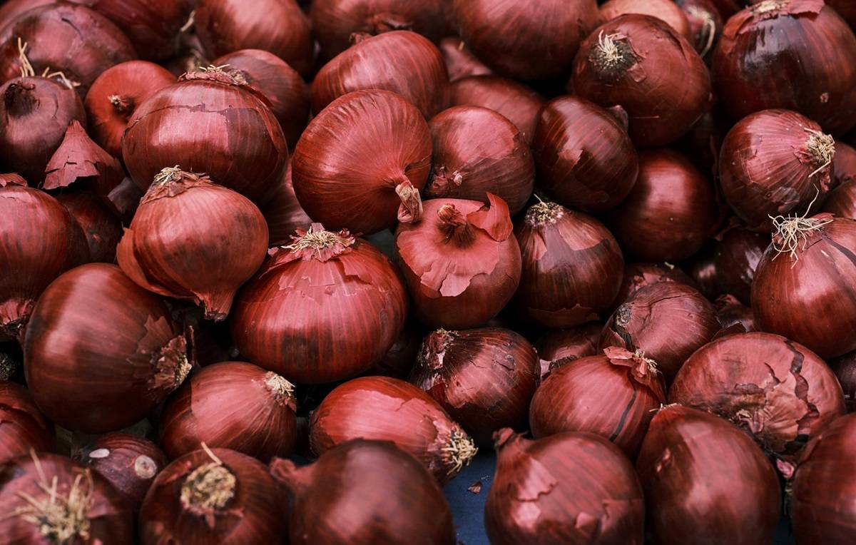 Govt Implements Measures to Procure 5 Lakh Tonnes of Onions Directly from Farmers Amid Rabi-2024 Harvest (Photo Source: Pexels)