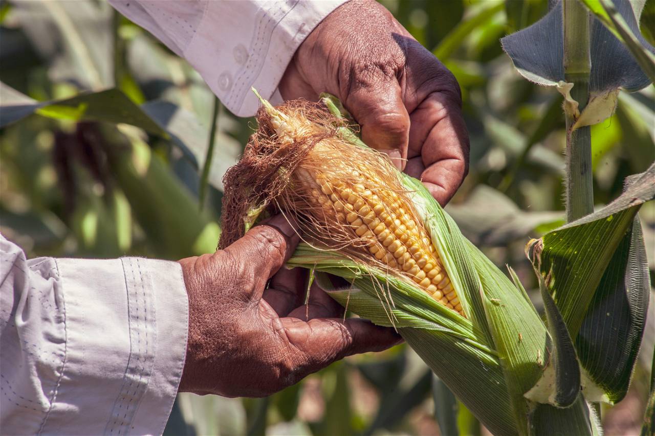 Cultivate this Summer Crop with Care and Protection (Photo Source: Pexels.com)