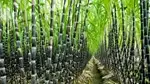 Researchers Successfully Map Complex Sugarcane Genetic Code