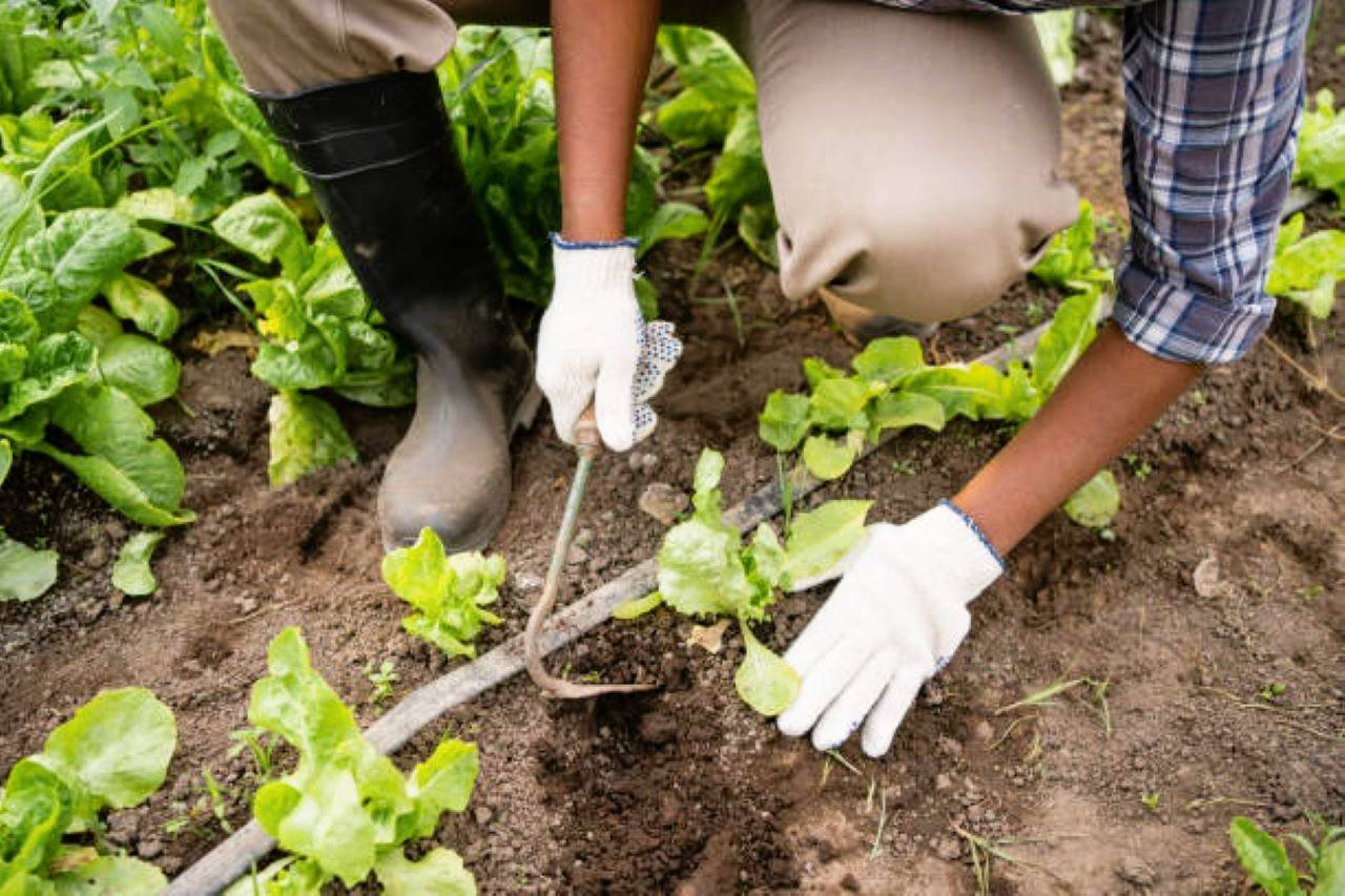 Want to Become an AGRIPRENEUR? (Photo Source: Pexels)