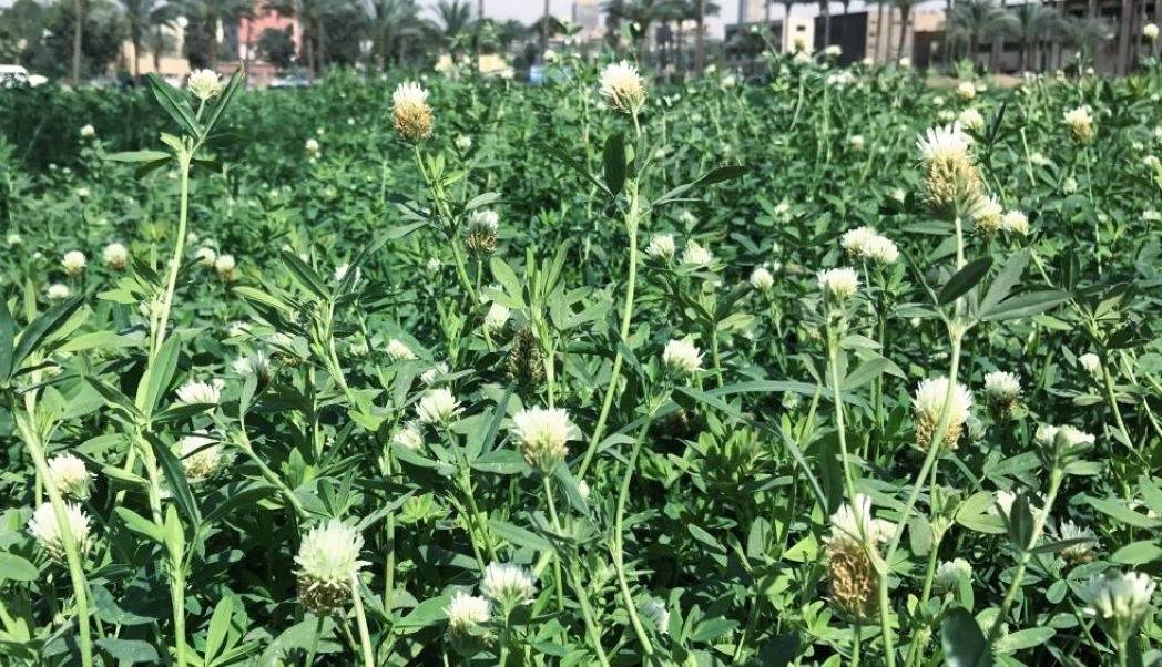 Berseem Clover Field (Photo Source: Oregon State University)