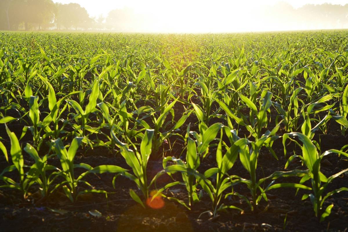 Spreading Crushed Rock on Farms Combats Climate Change and Boosts Crop Yields, Study Finds (Photo Source: Pexels)