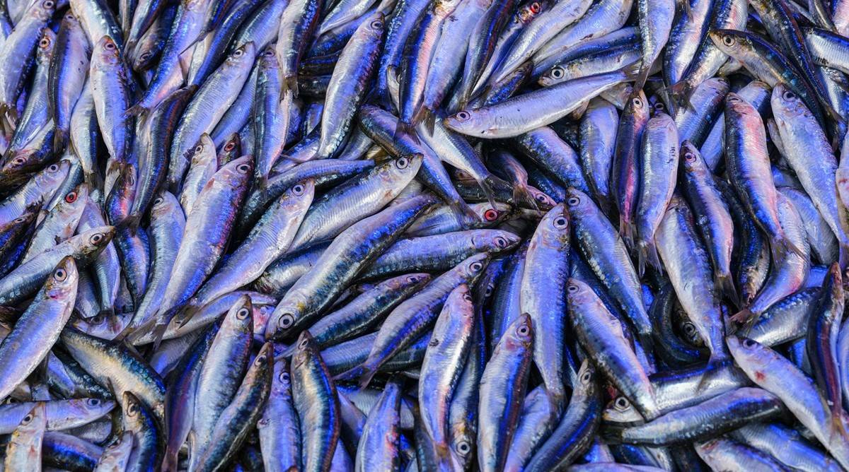 ICAR-DCFR Secures Patent for Rapid Detection of Deadly Fish Pathogen - Lactococcus garvieae (Photo Source: Pexels)