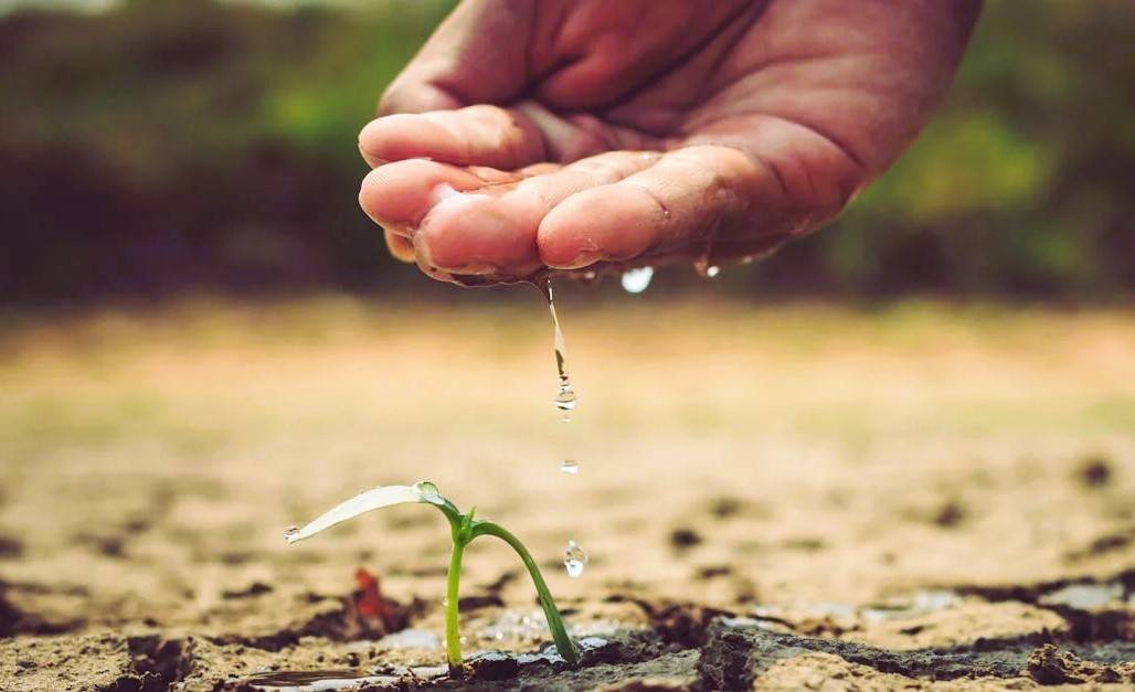 Experts Share Water-Saving Tips for Your Kharif Crops: Let's Make Every Drop Count! (Photo Source: Pexels)