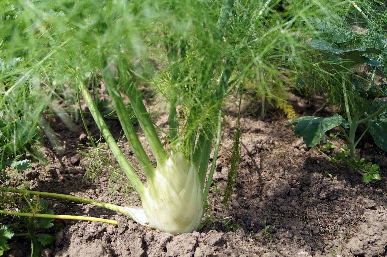 NABARD Supported Agri-Export Facilitation Centre Organizes ‘Kisan Samriddhi Yatra’ to Boost Quality Fennel Production (Representative Photo Source: Pixabay)