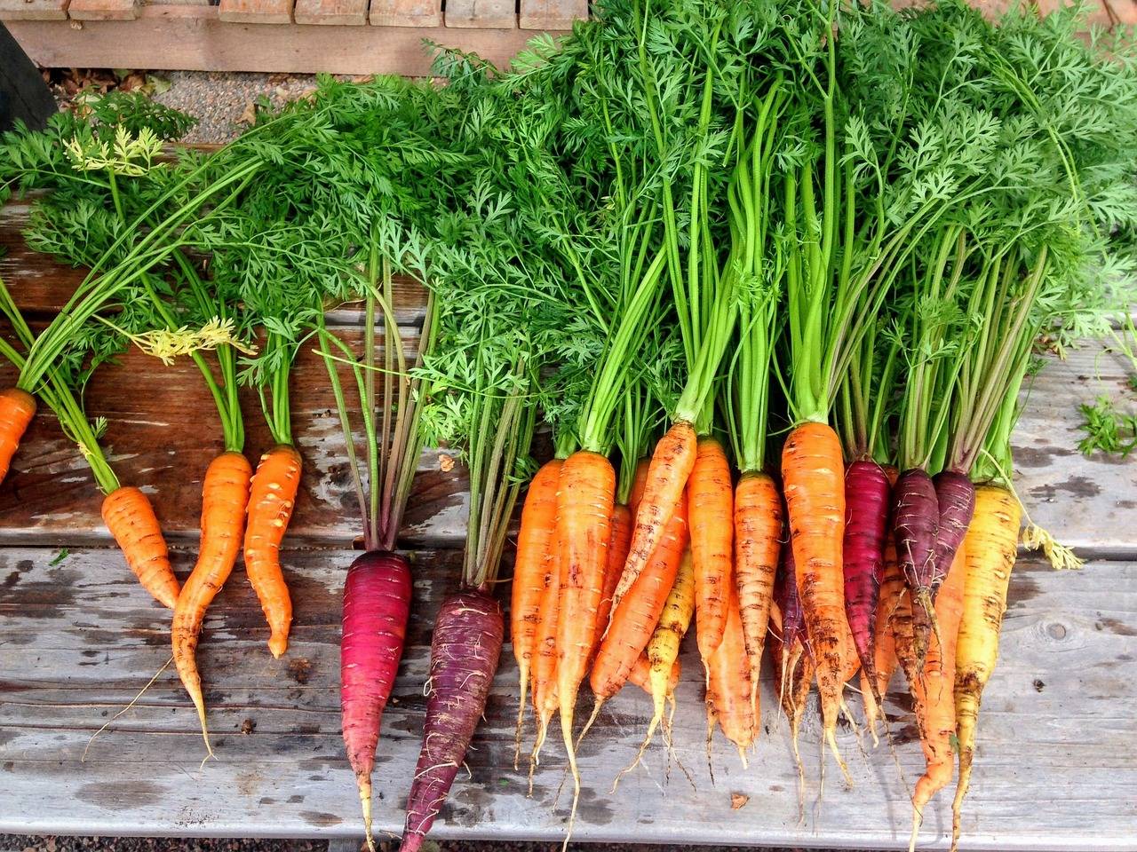 International Carrot Day 2024: Know India's Must-Try Carrot Varieties (Photo Source: Pixabay)