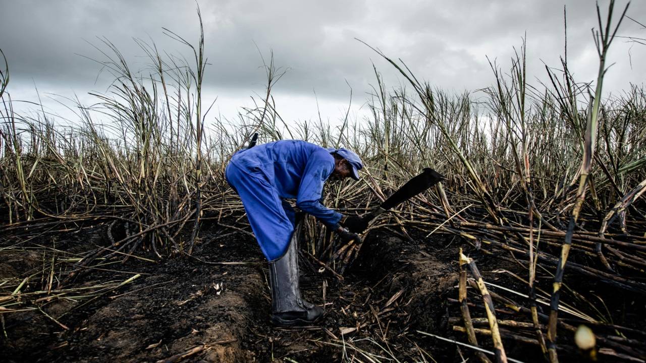 Earlier, the ban on using BHM for ethanol production, imposed by the government in December 2023, aimed to ensure sufficient sugar availability for domestic consumption.   (Picture Courtesy: Pexels)