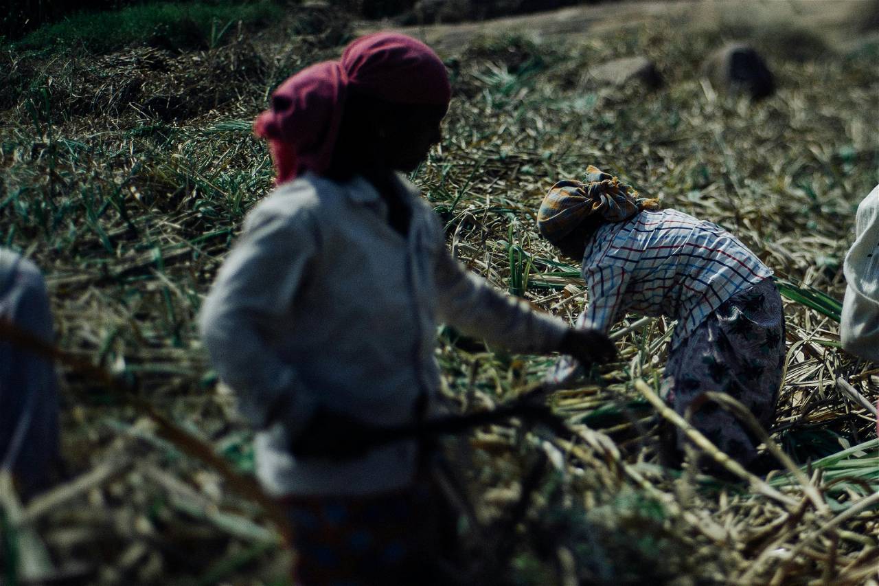 The Alarming Truth Behind Antimicrobial Overuse in Indian Fields (Photo Source: Pexels.com)