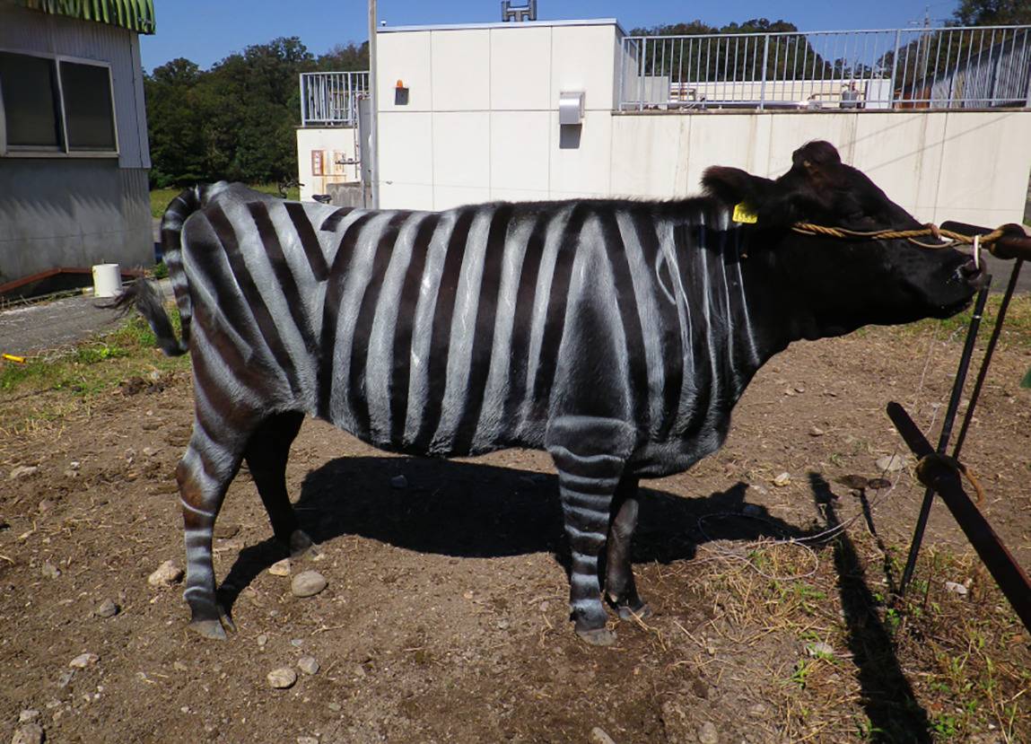 Why are Japanese farmers painting their cows with zebra-like stripes (Photo Source: PLOS ONE)