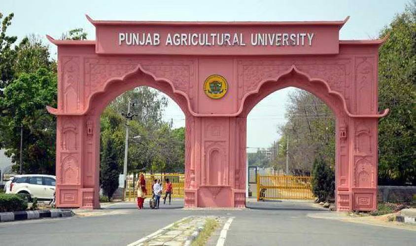 PAU Produces Sufficient Supply of Paddy, Basmati, and Summer Moong Seeds for Punjab Farmers