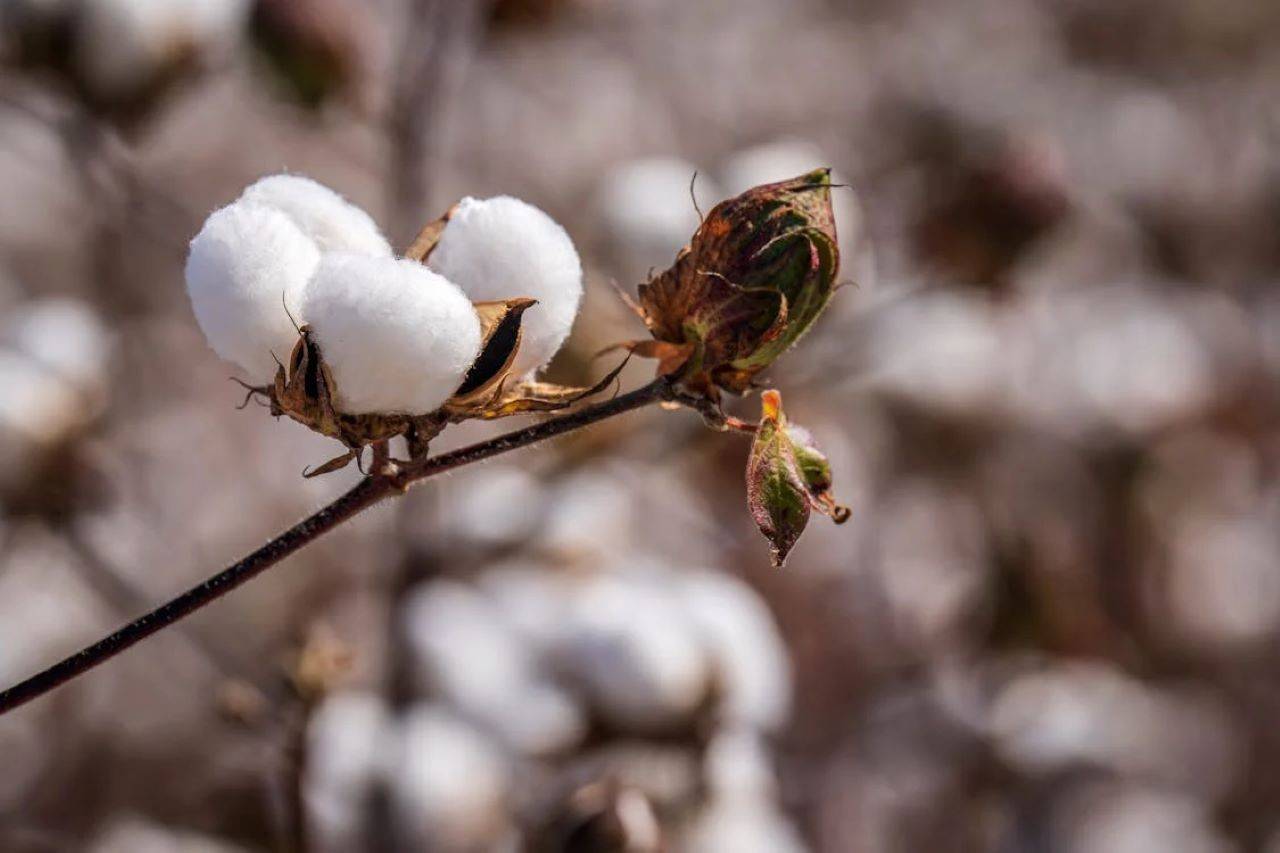 Experts Call for Continued Biotech Interventions to Harness Full Potential of GM Cotton in India (Representational Photo Source: Pexels)