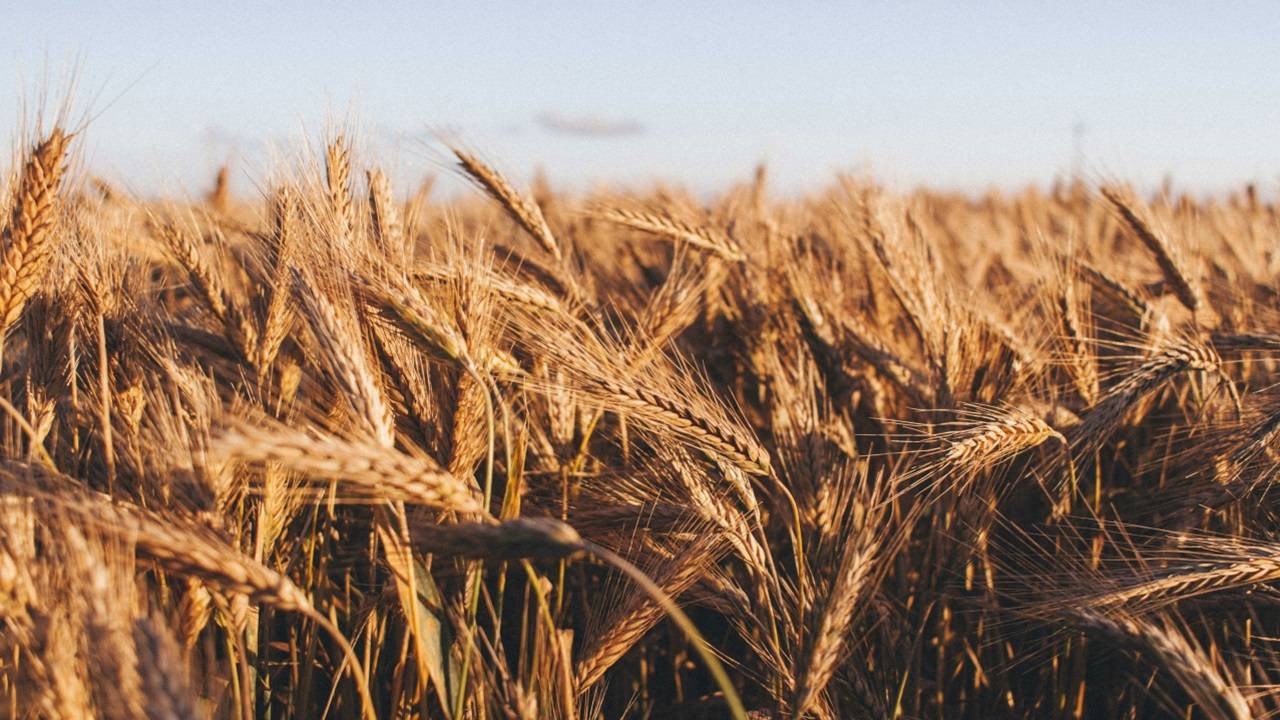 Main Article:  The ICAR-Indian Institute of Wheat and Barley Research (ICAR-IIWBR) has released an advisory for wheat farmers, spanning diverse geographical regions for forthcoming fortnight. (Picture Courtesy: Unspalsh)