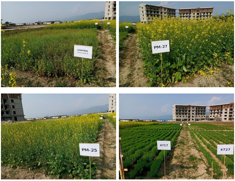 Pusa Mustard and Lentil Varieties Show Good Yield in a Field Experiments at ICAR-IARI, Assam  (Photo Source: ICAR-IARI, Dirpai Chapori, Assam)