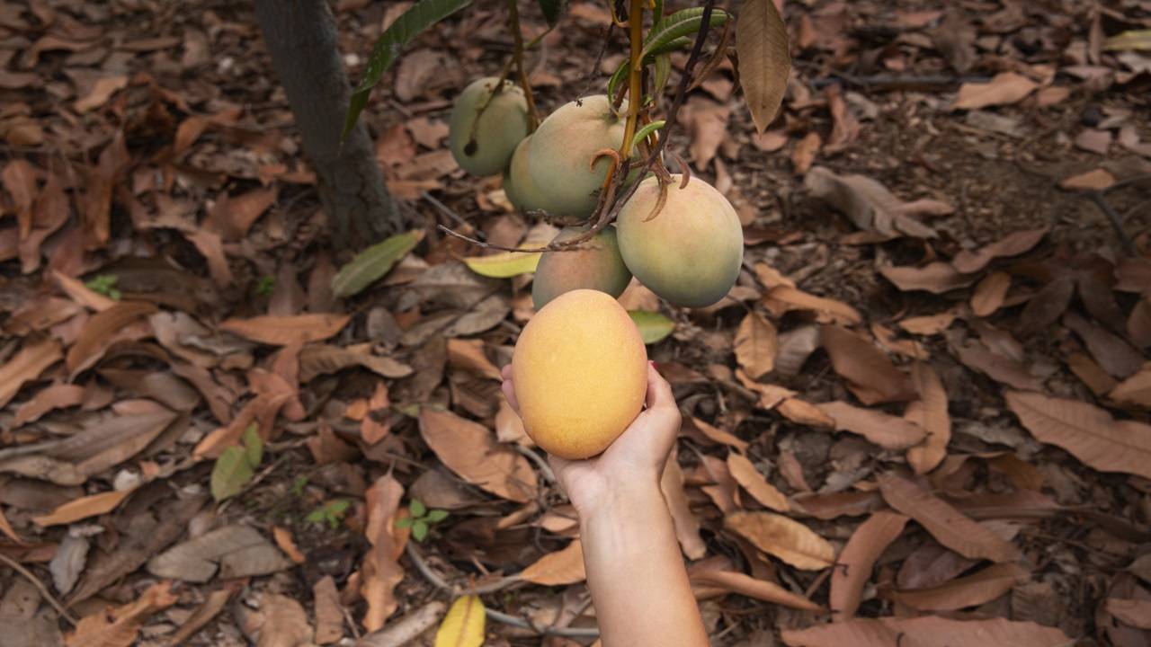 The mango flowering season typically begins between December and February. (Picture Courtesy: )