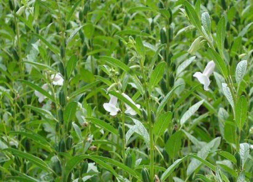 Sesame Cultivation (Photo Source: TNAU)