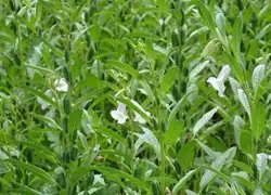 Harvest Gold: Sesame Cultivation Promises Farmers Lucrative Gains Post Rabi Crop Season!