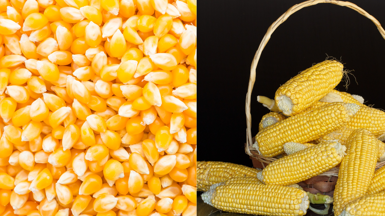 Maize (Image Source: Canva)