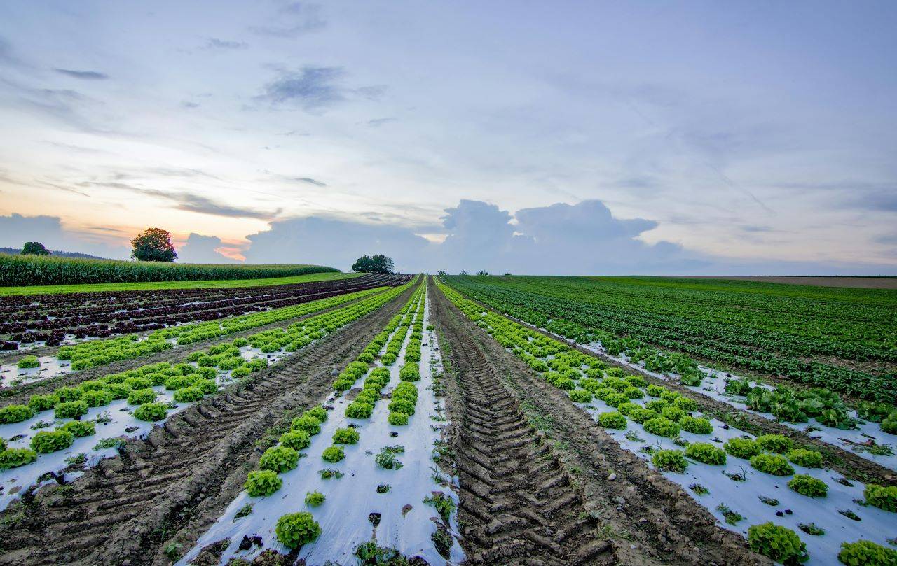 Crop Diversification helps mitigate risks, improves soil fertility, conserves biodiversity, and contributes to sustainable food production and economic growth (Photo Source: Pexels)