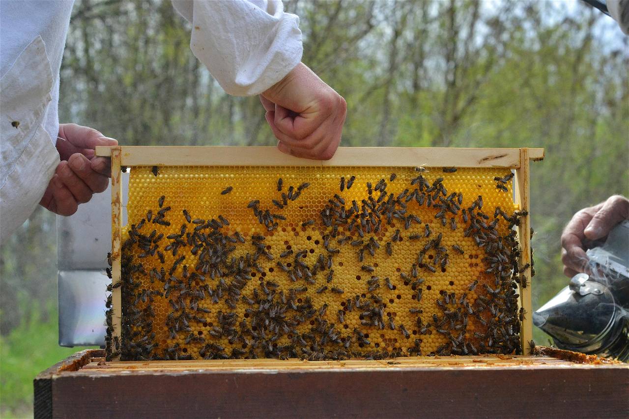 Beekeeping Can Be Made Easy with Essential Tips (Photo Source: Pexels.com)