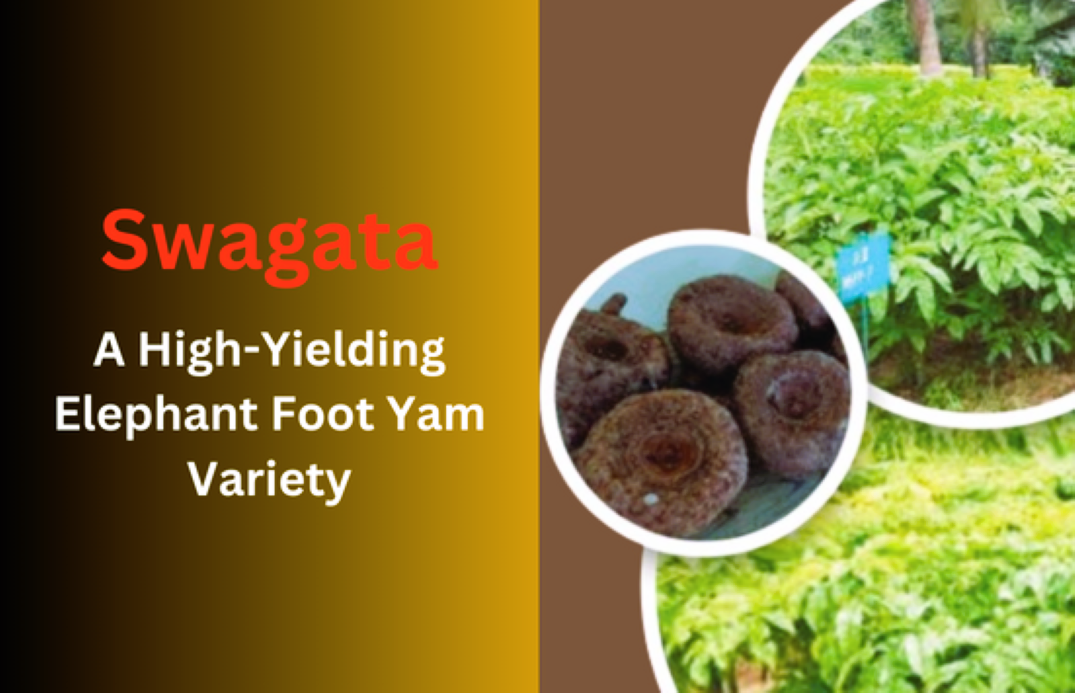 Swagata: A High-Yielding Elephant Foot Yam Variety