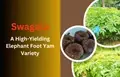 Know Everything About Swagata: A High-Yielding Elephant Foot Yam Variety
