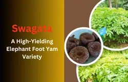 Know Everything About Swagata: A High-Yielding Elephant Foot Yam Variety