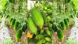Arka Bharath: A High Yielding Teasel Gourd Variety, Bound to Increase Farmers' Income