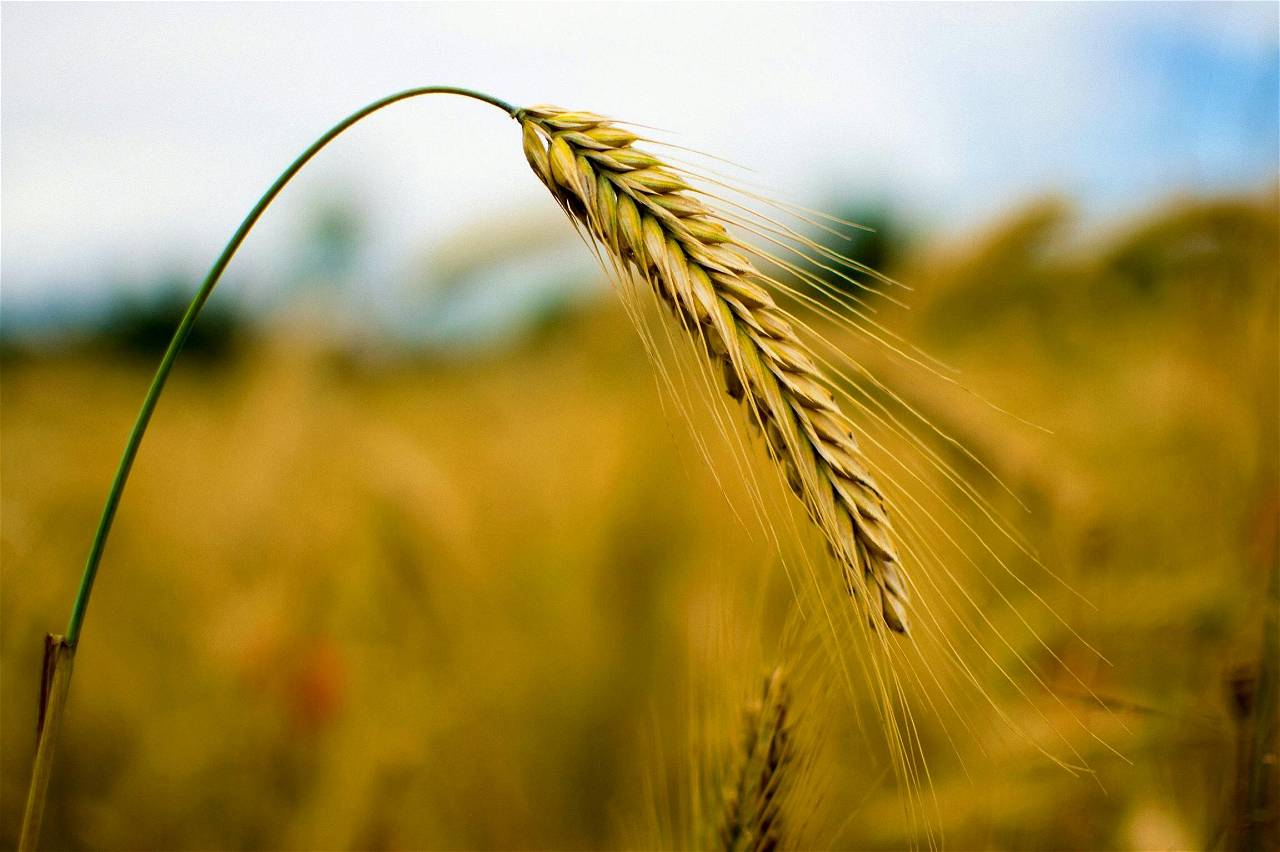 Secrets of Rabi Crop Marketing: Here’s How You Can Maximize Profits (Photo Source: Pexels.com)