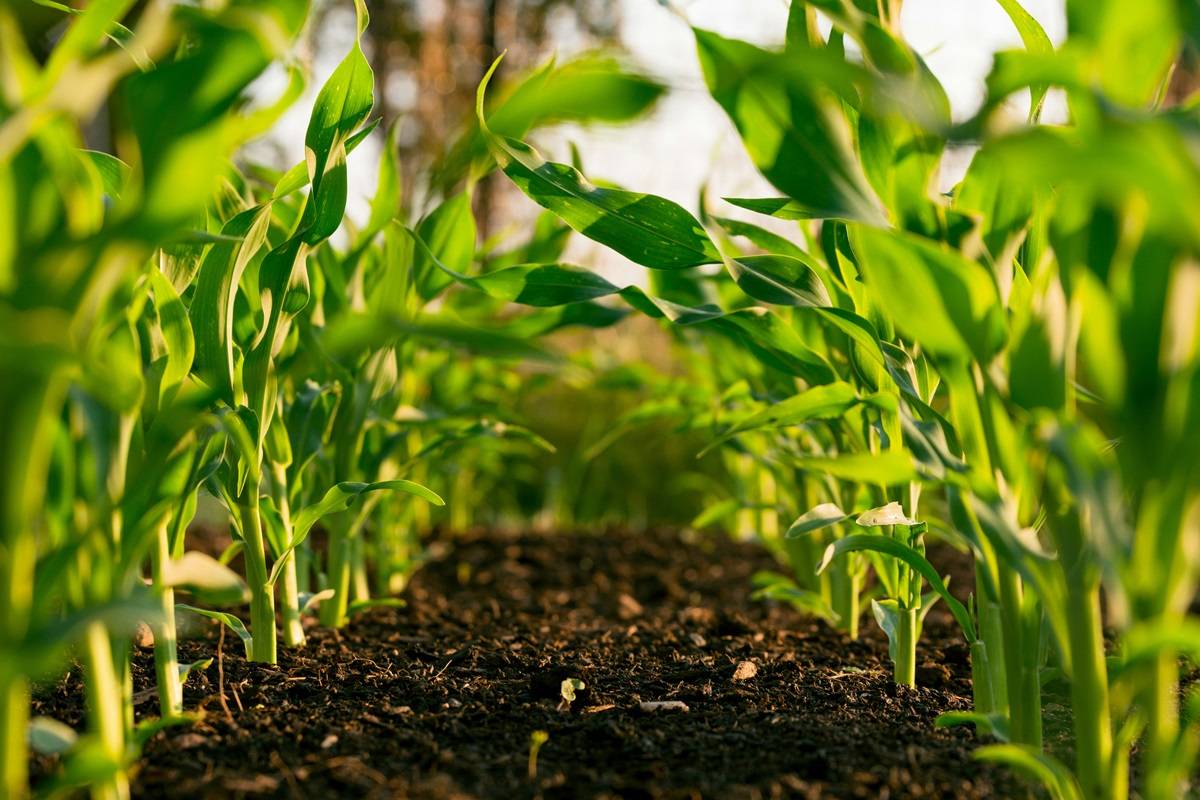 ICAR-IISR’s Innovative Formulation Help Farmers to Control Soil Acidity & Boost Crop Yields (Photo Source: Unsplash)