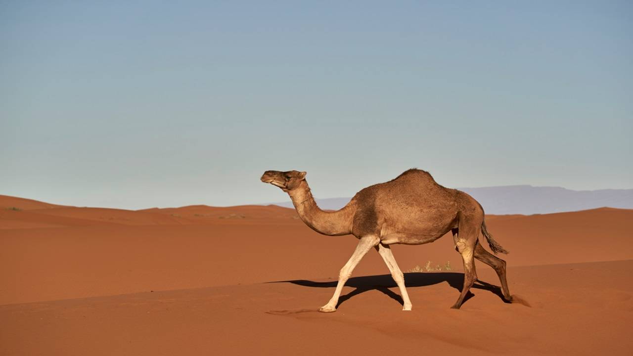 Driven by a growing demand for camel milk as an alternative to traditional dairy products, the camel industry is witnessing a surge in commercialization. (Photo Courtesy: Unsplash)