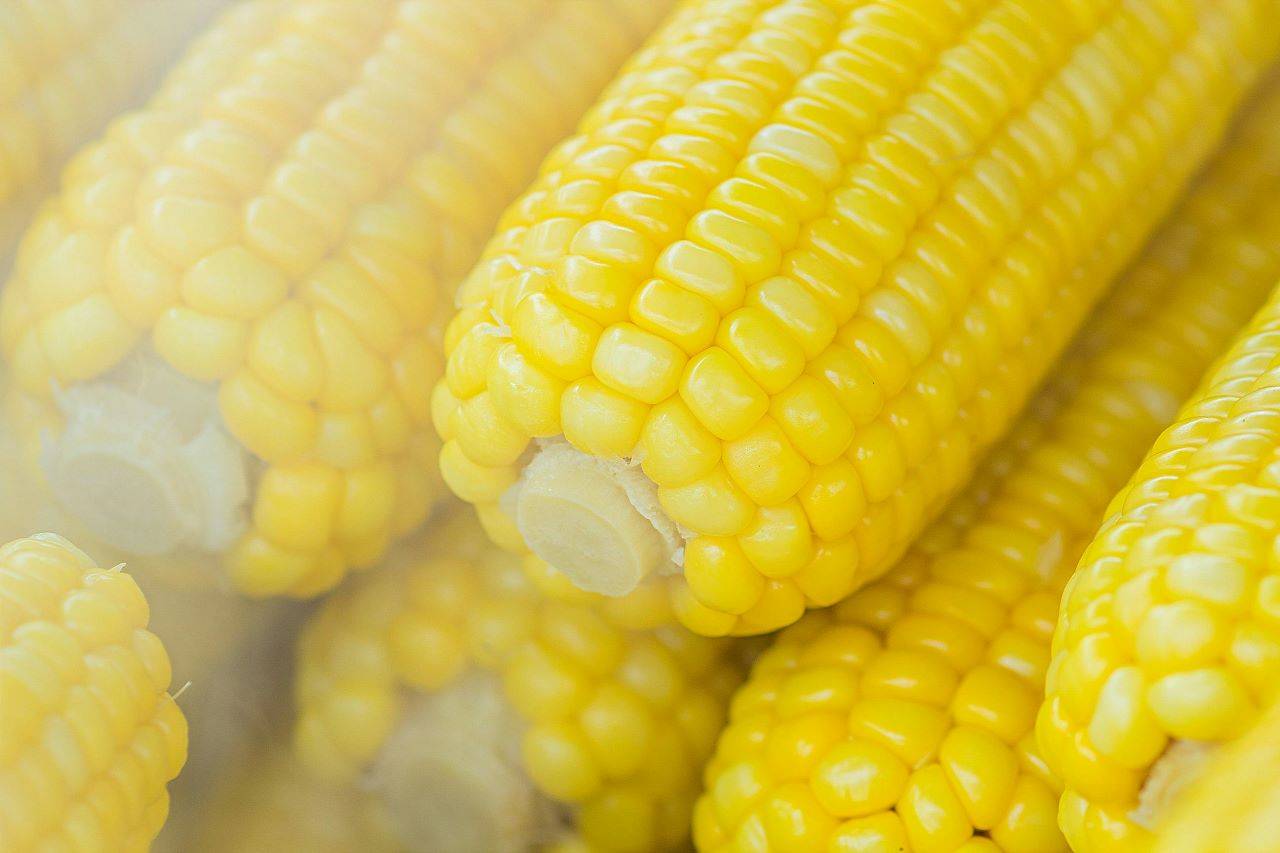 Baby Corn Farming: A Lucrative Opportunity for Indian Farmers (Photo Source: Pexels)