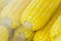 Baby Corn Farming: A Lucrative Opportunity for Indian Farmers
