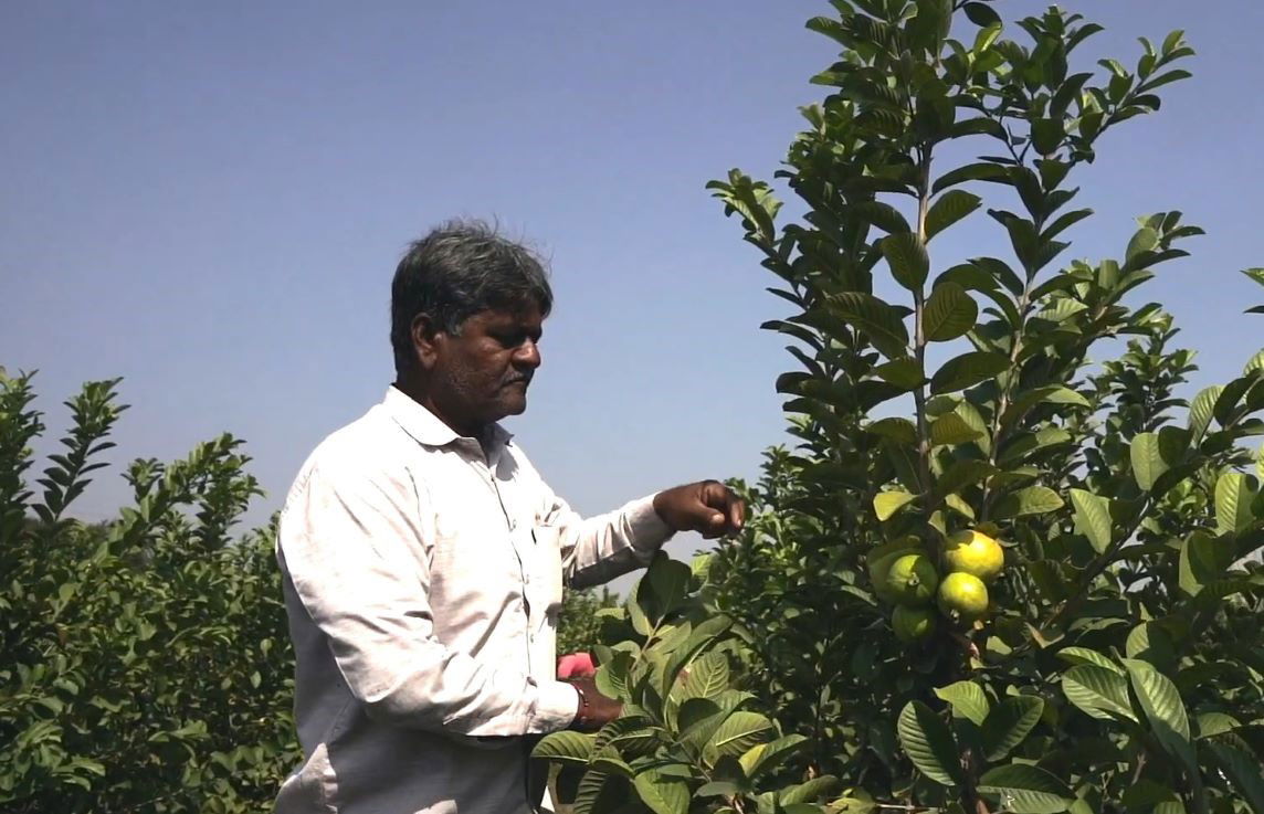 Vijay's father, Lakshman in the Guava farm