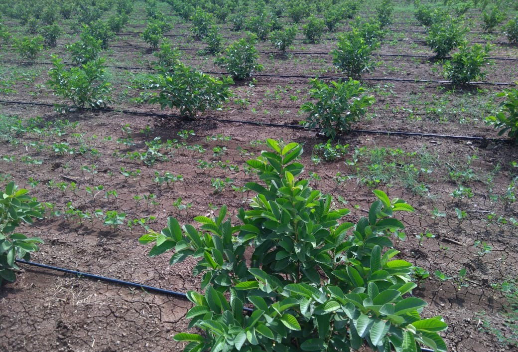 Guava Farm of Vijay Dandime