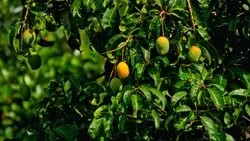 King of Fruits: Know the Top GI-Tagged Indian Mango Varieties