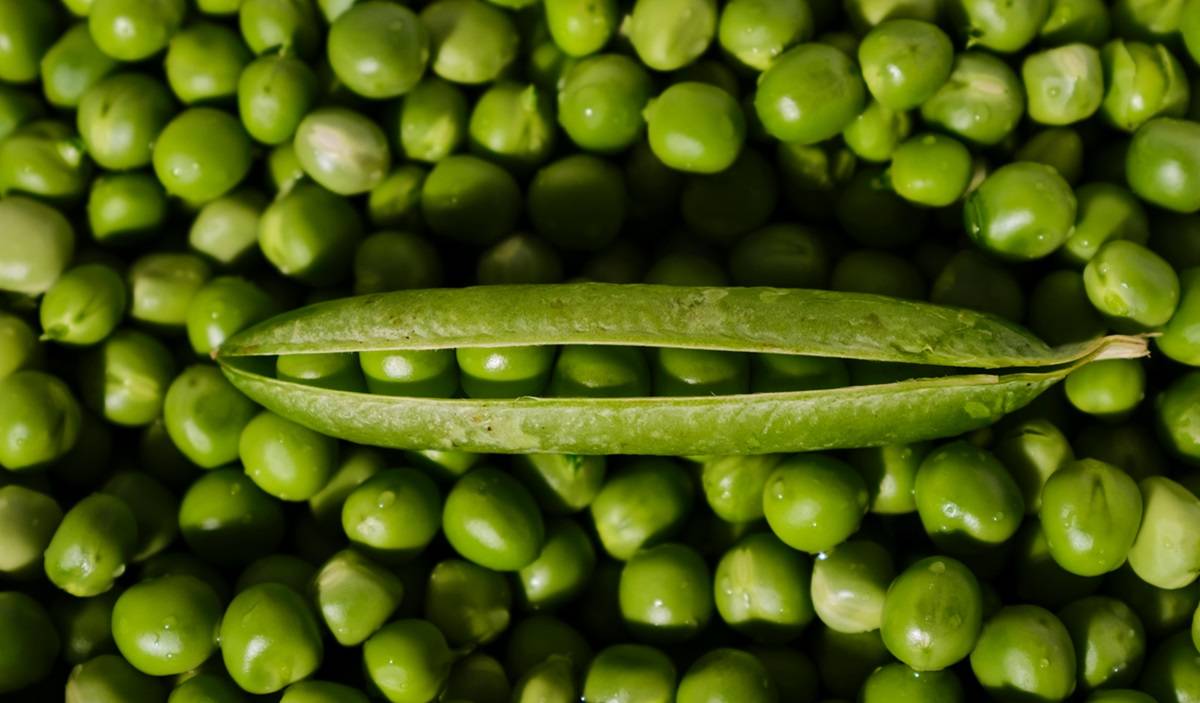 New Gene Discovery Promises to Extend Reproductive Phase in Peas and Boost Crop Yield (Photo Source: Pexels)