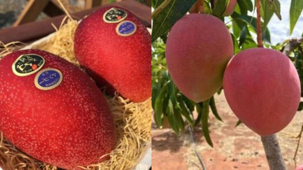 Are Miyazaki Mangoes Worth the Price? Find Out Why They're So Expensive!