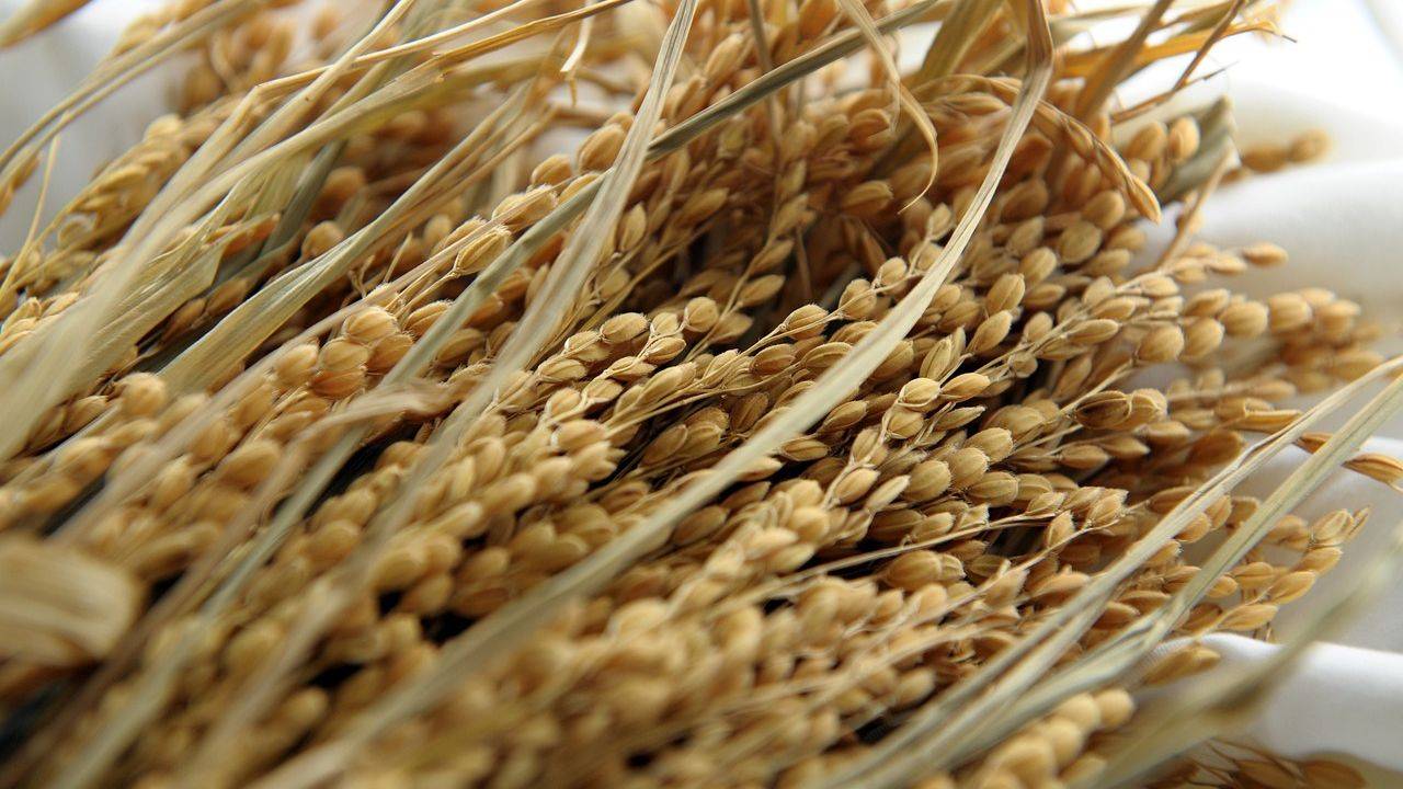 Among all the regions, Rajasthan saw the largest increase of 11.3% in basmati paddy wholesale prices to Rs 4,403 per quintal. (Image Source: Pixabay)