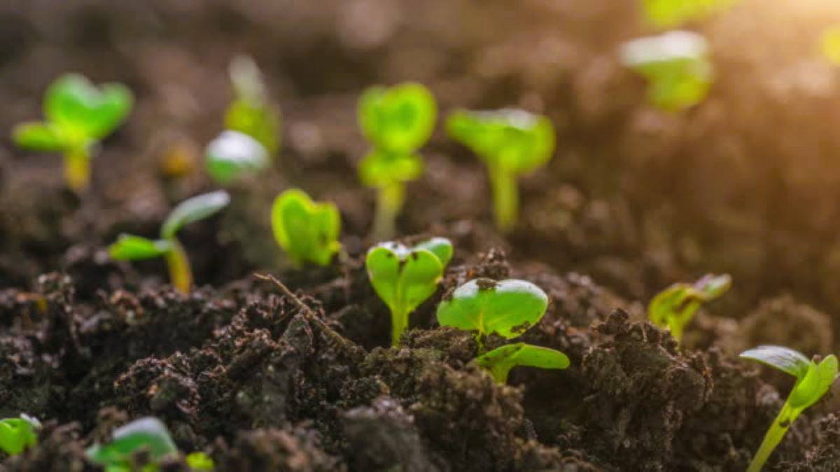 Boosting Soil Fertility: Role of Green Manures in Sustainable Agriculture (Representational Photo Source: Pexels)