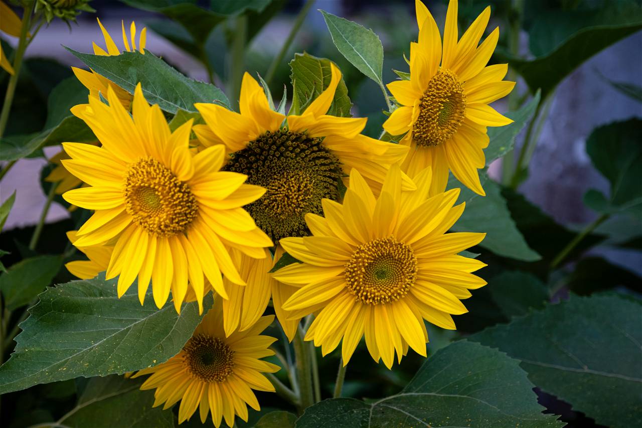 Sunflowers can be Economically Viable and Nutritional (Photo Source: Pexels.com)