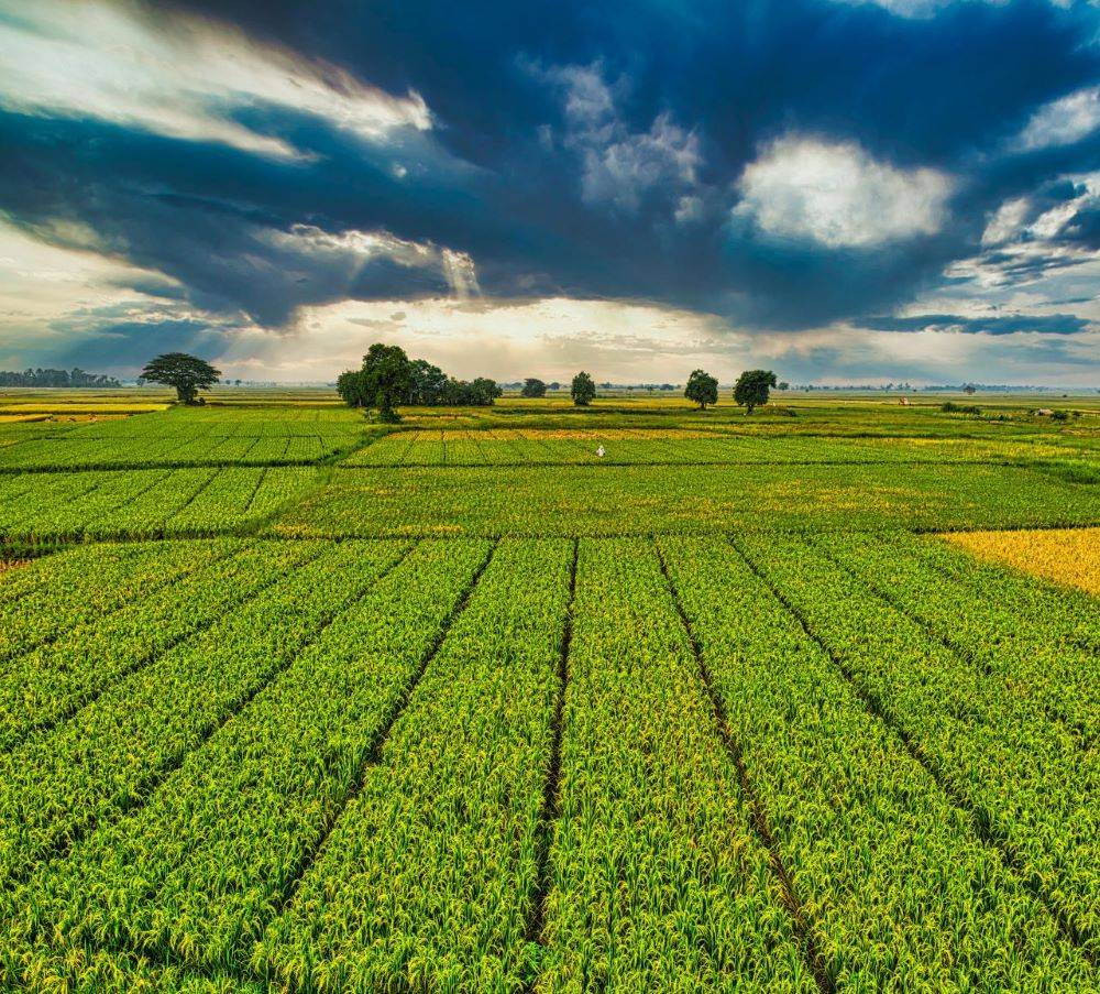 The Hidden Crisis of Modern Farming; Know the Truth (Pic Credit: Pexels)