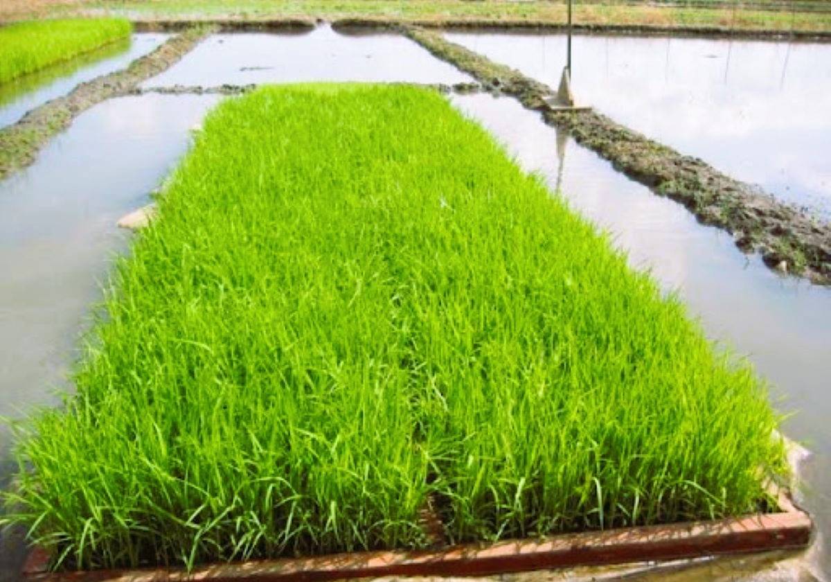 Paddy Nursery (Photo Source: IRRI)