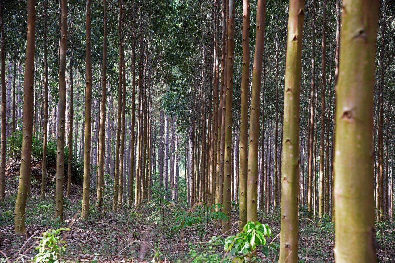 FAO and EU Launch Euro 15 Million Project to Transform Uganda's Forestry Sector (Photo Source: FAO)