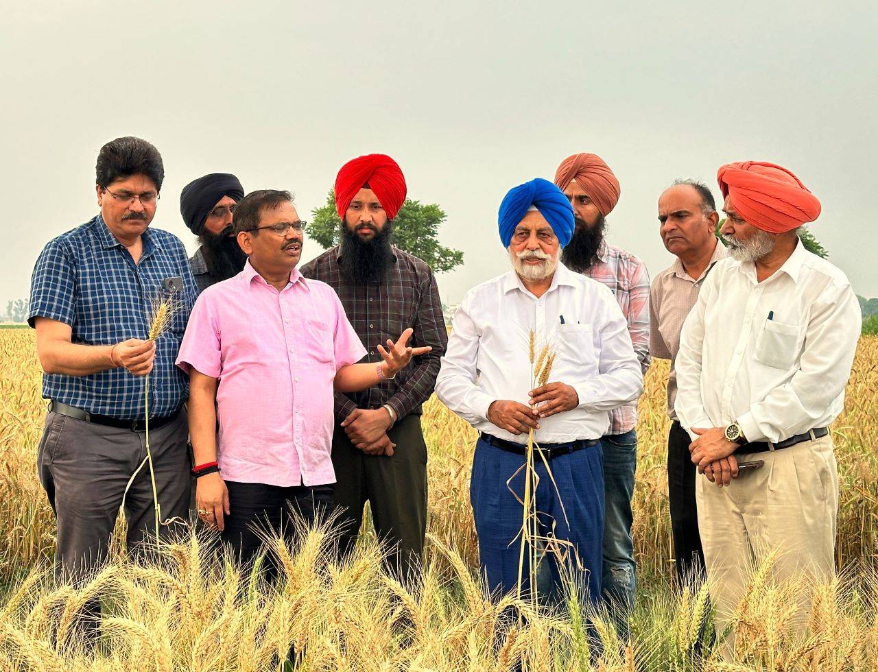 Surface Seeder Technique Propels Wheat Crop Success in Punjab, Says KAP Sinha